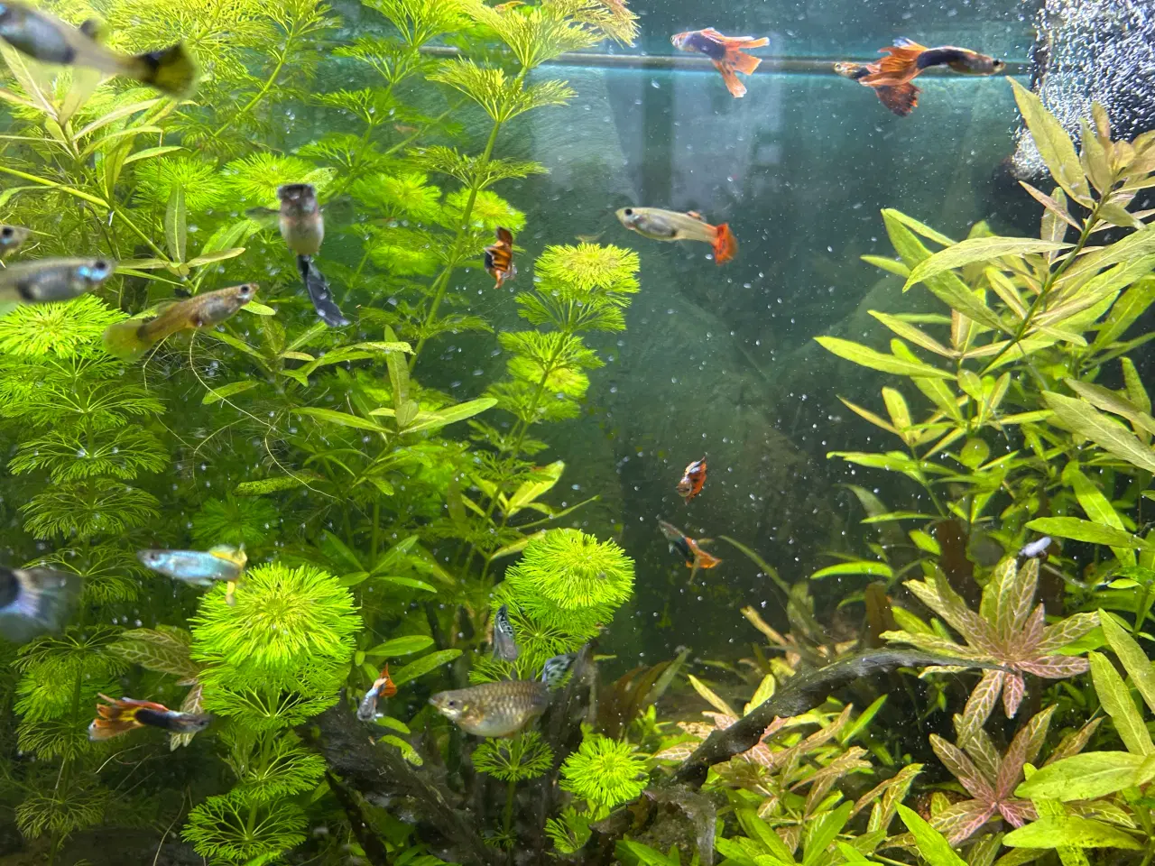 Billede 6 - Akvarie planter, 2stk.