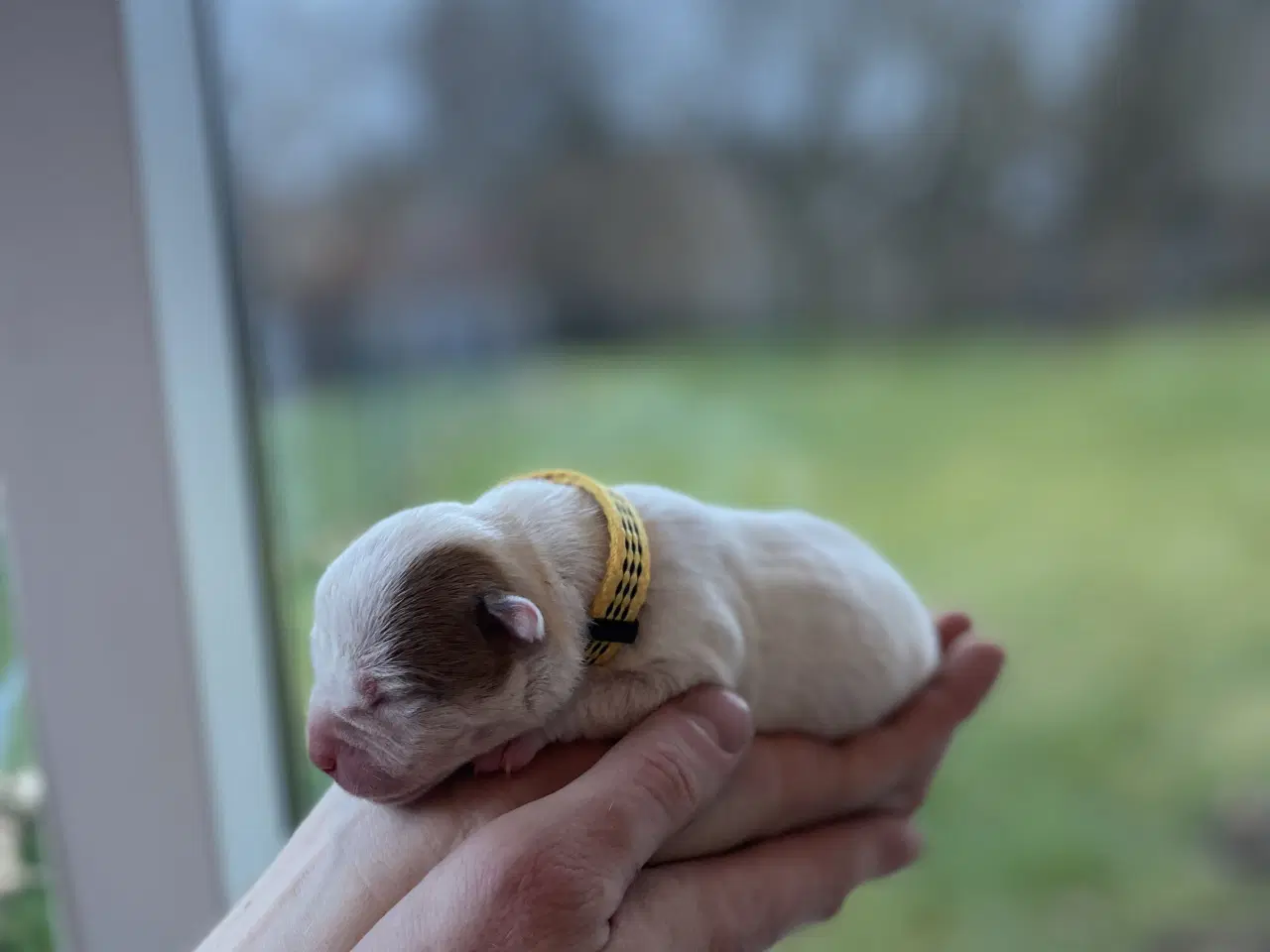 Billede 6 - American bully