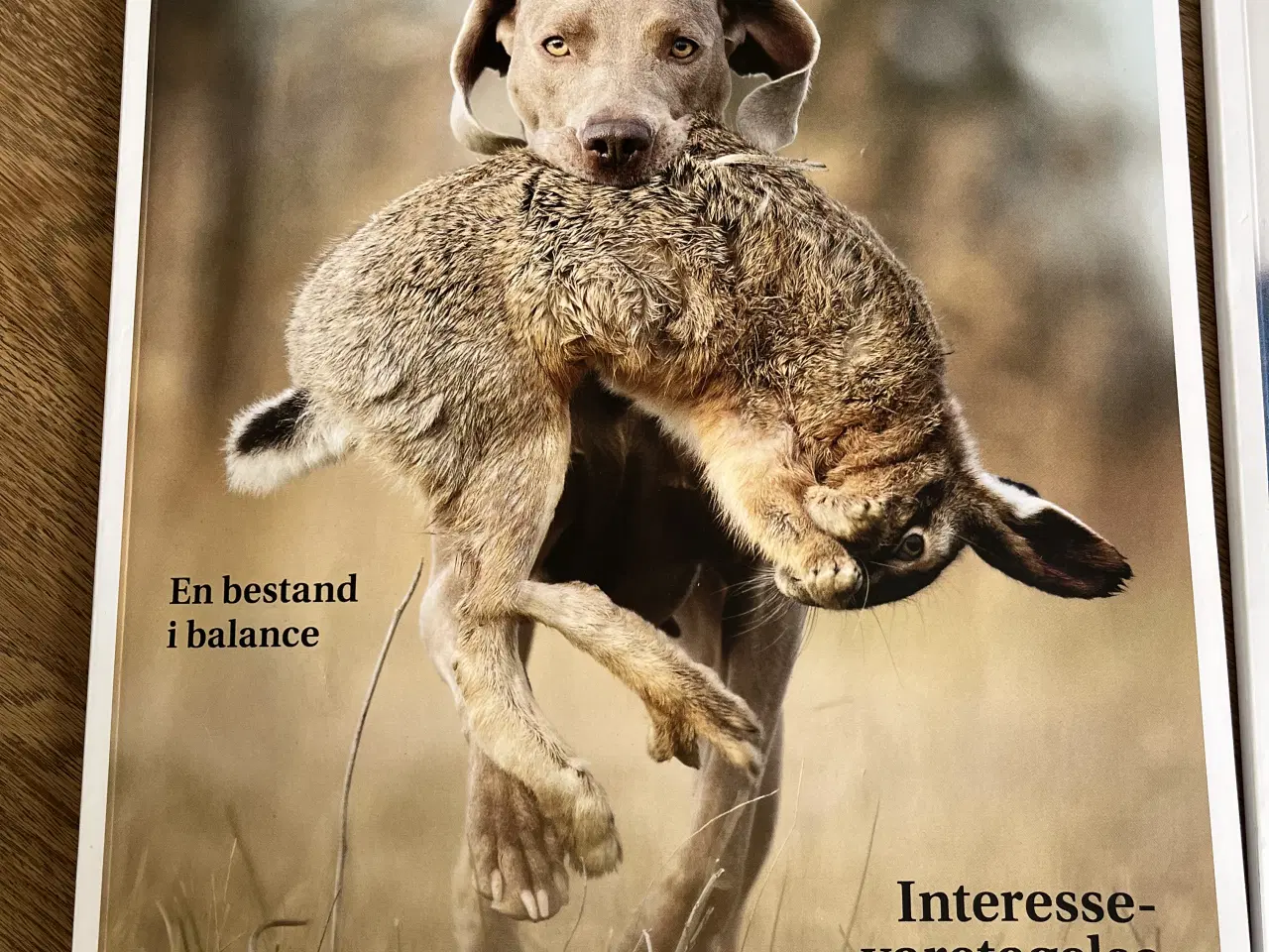 Billede 2 - Magasinet Jæger