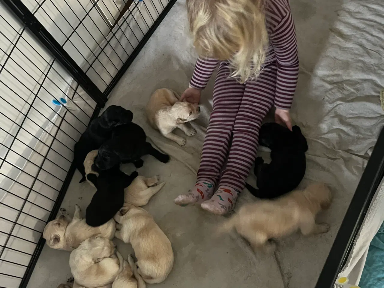 Billede 2 - Super søde familiehunde