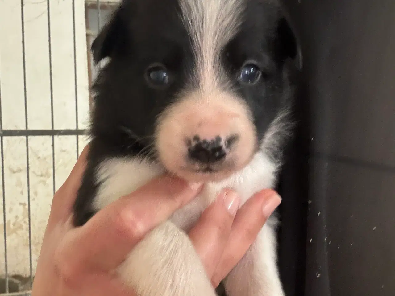 Billede 6 - Border Collie hvalpe