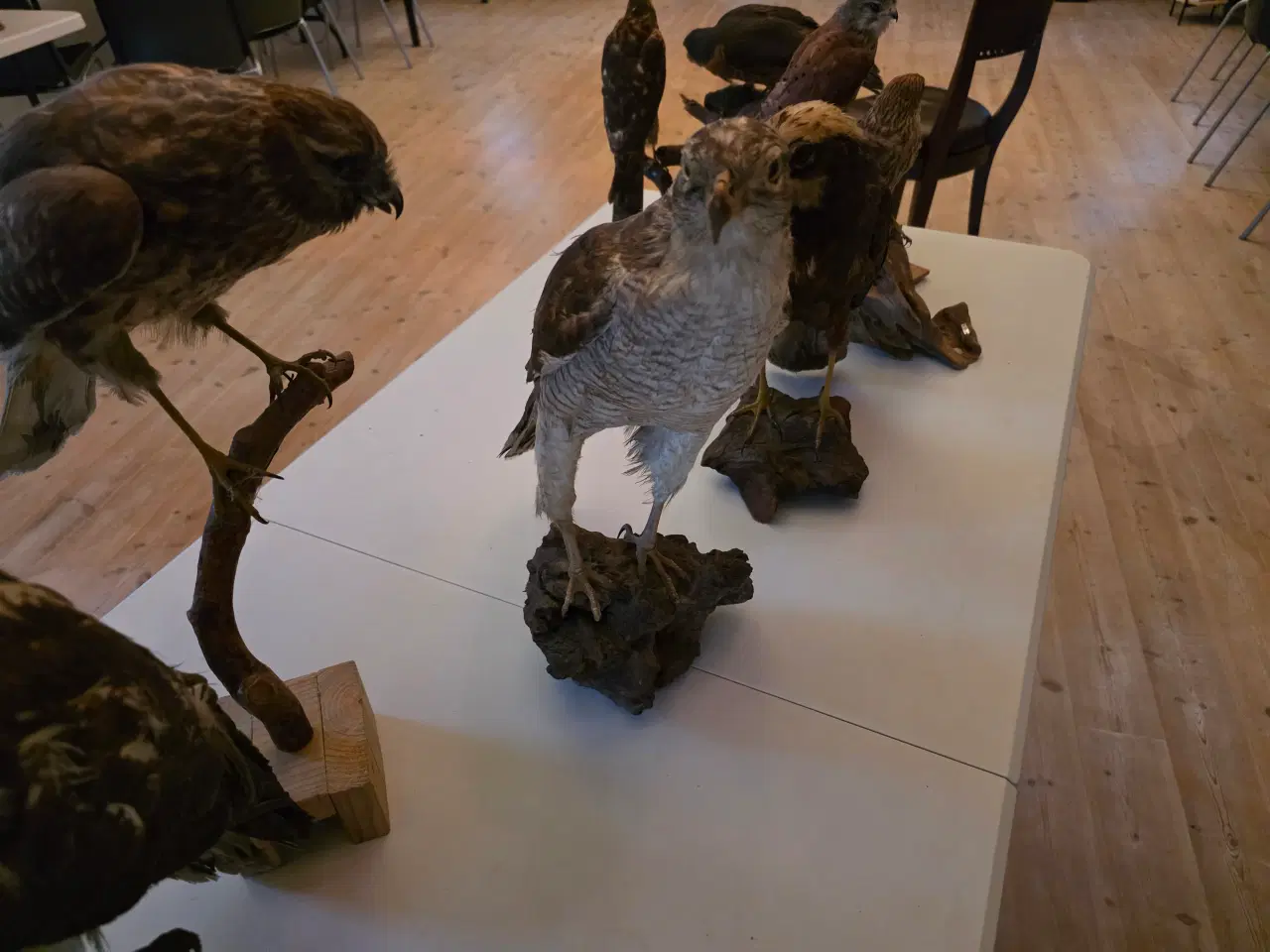 Billede 5 - Rovfugle, sælges samlet eller hver for sig