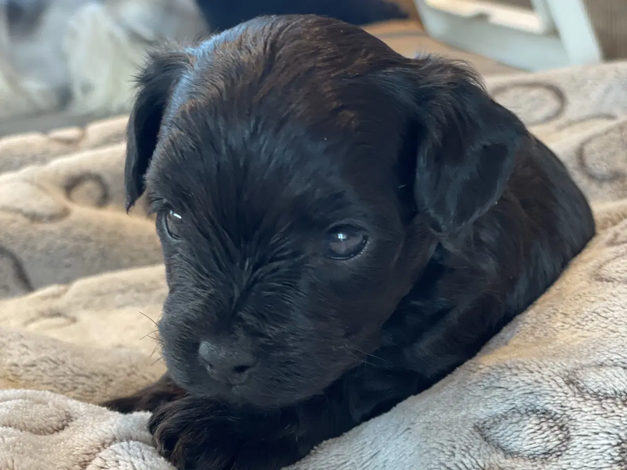 Billede 6 - Yorkipoo hvalpe-klar til nyt hjem uge 7