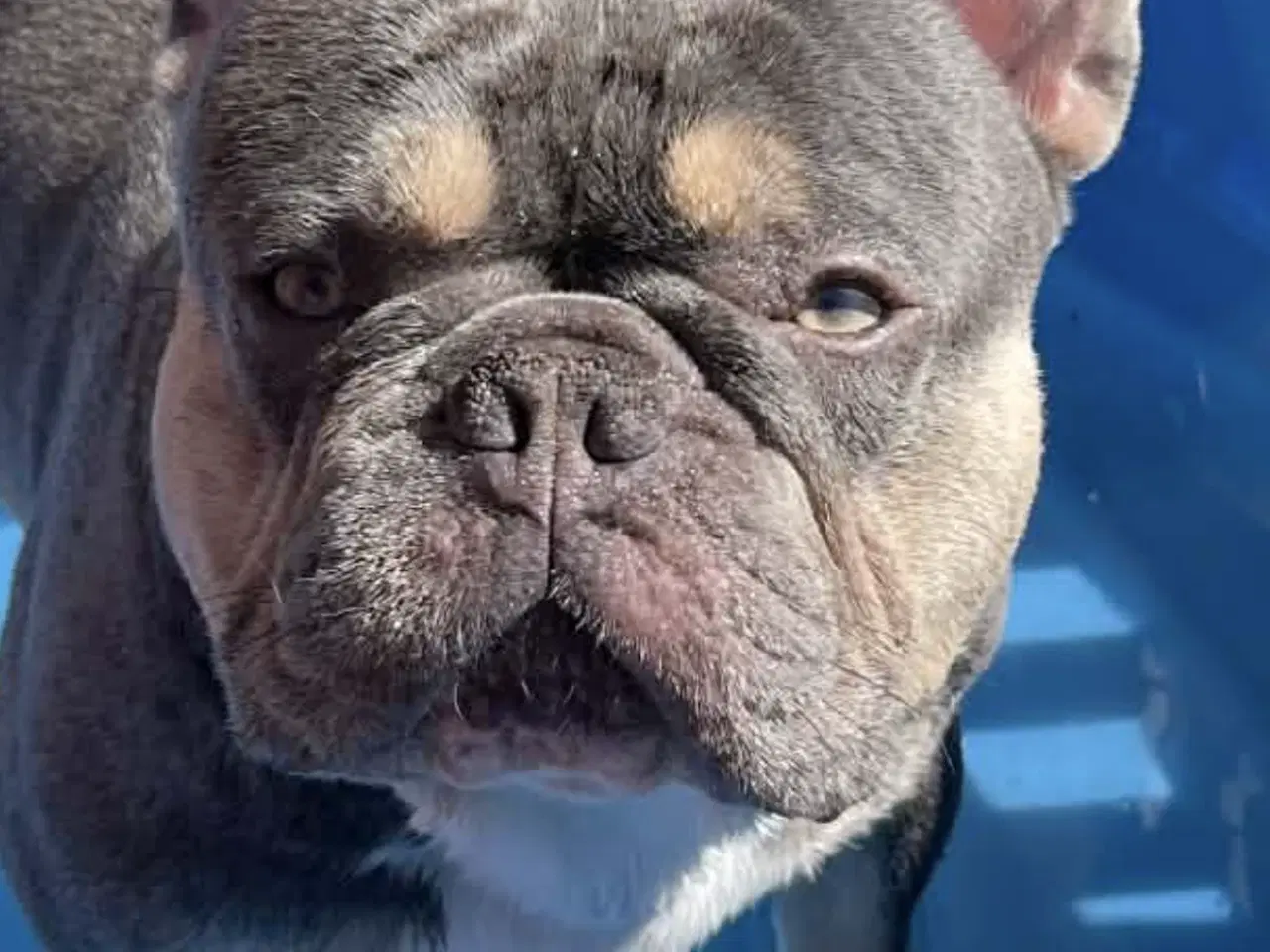 Billede 5 - Fransk bulldog hvalpe på vej 🐶