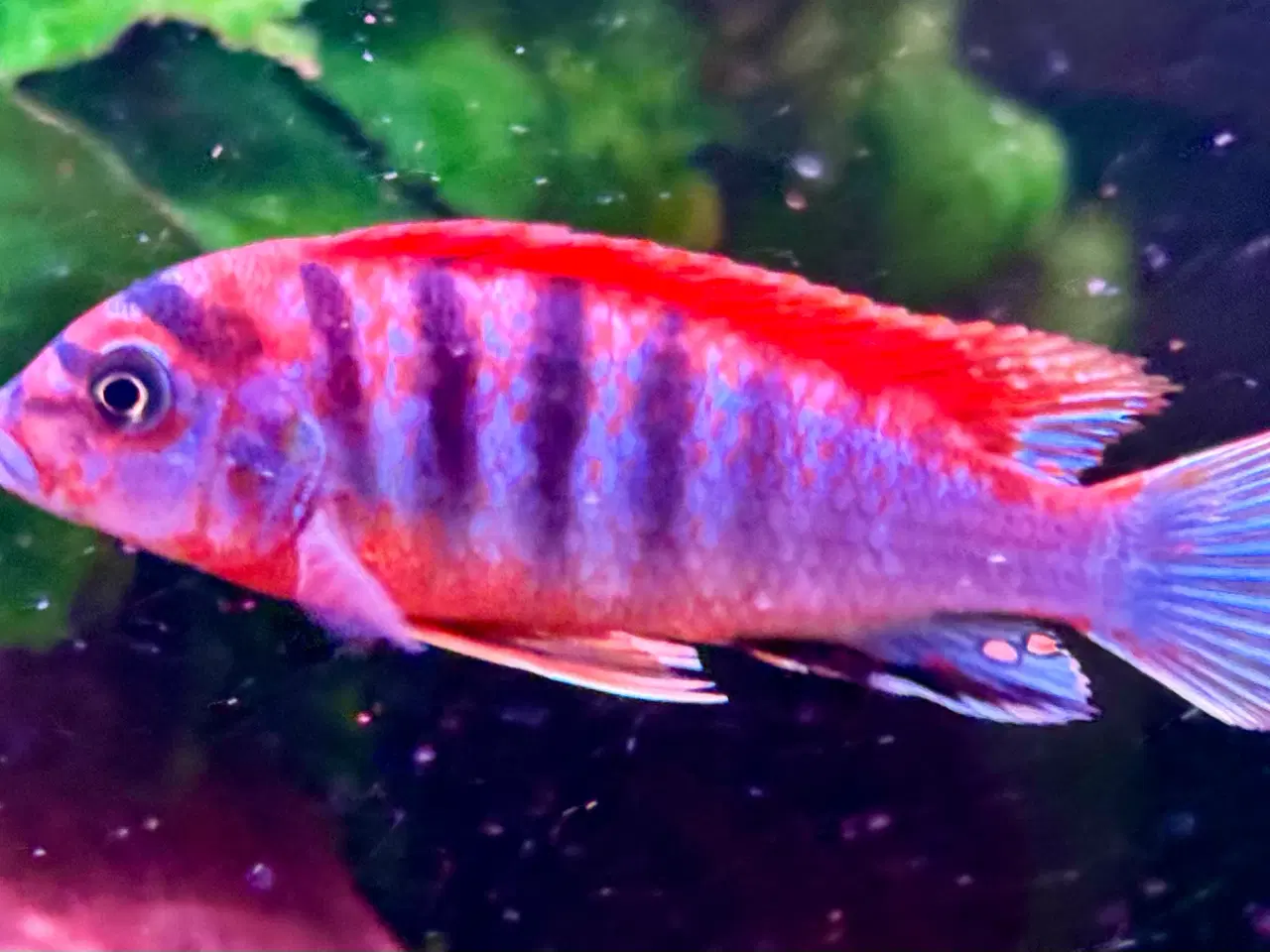 Billede 1 - Labidochromis sp. Red top hongi malawi cichlider  