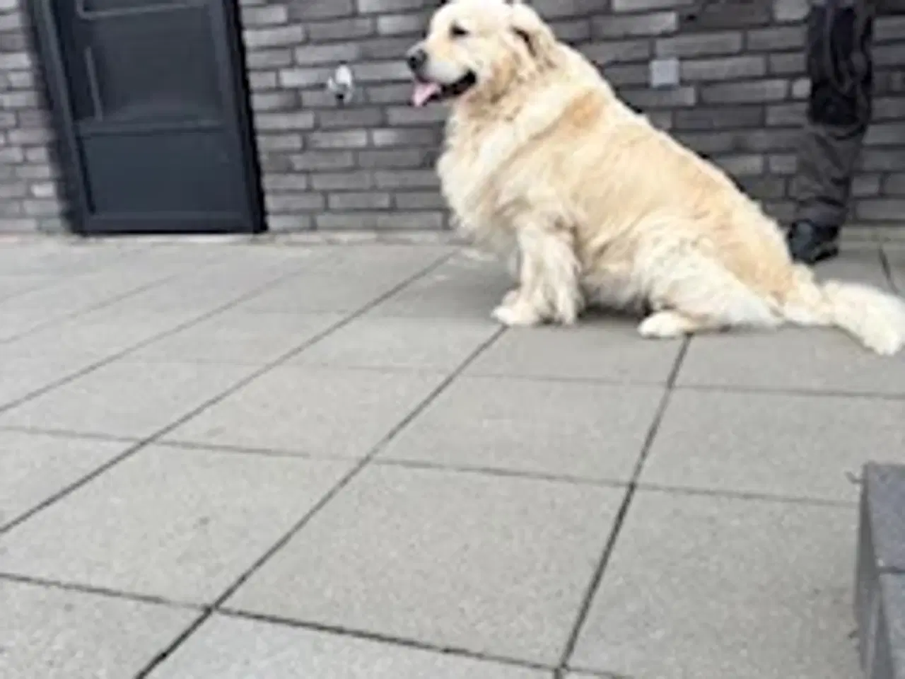 Billede 2 - Golden Retriever - Avlstjeneste