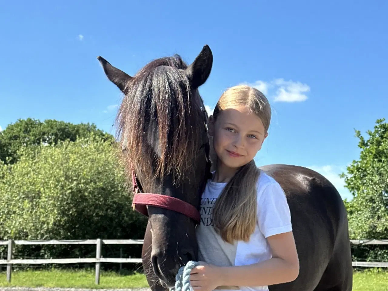 Billede 2 - Welch Pony Sælges