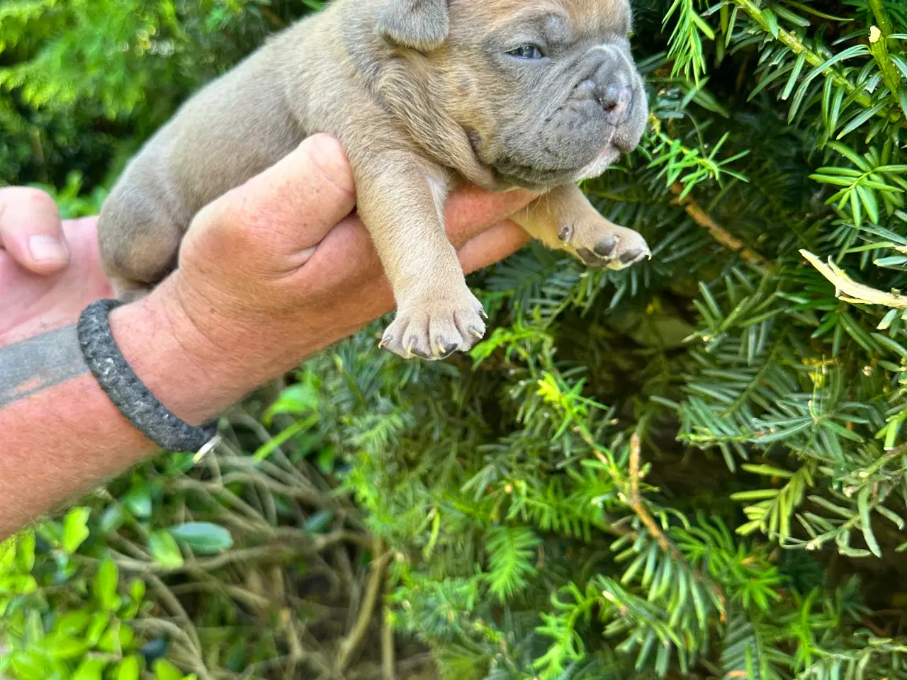 Billede 9 - New english bulldog