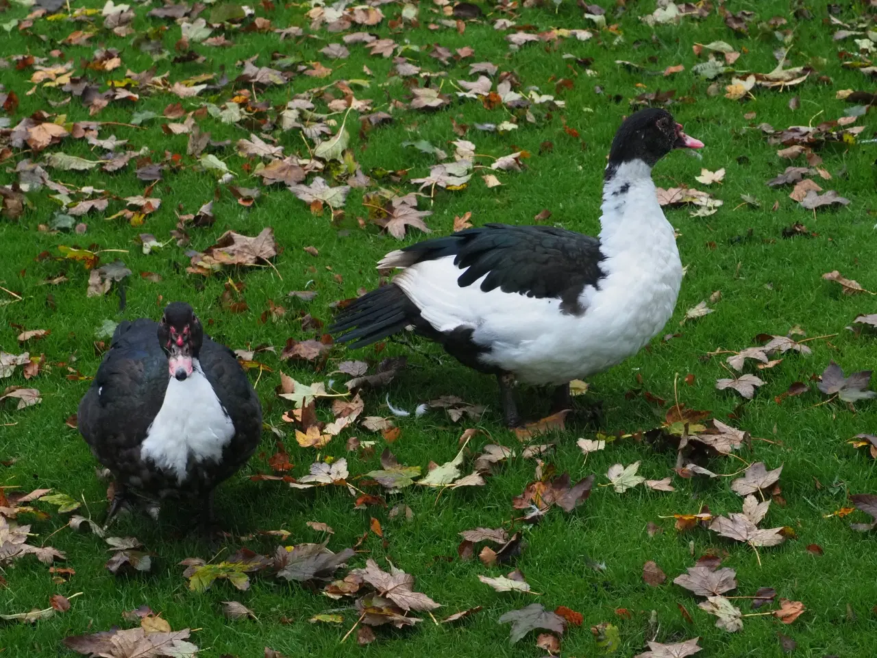 Billede 2 -  MOSKUS ÆNDER SÆLGES