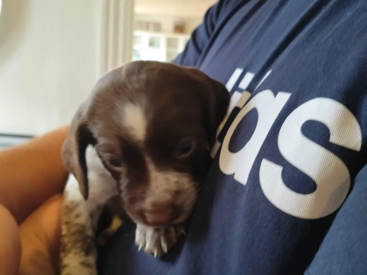 Billede 9 - Springer spaniel klar den 4 august til nyt hjem. 
