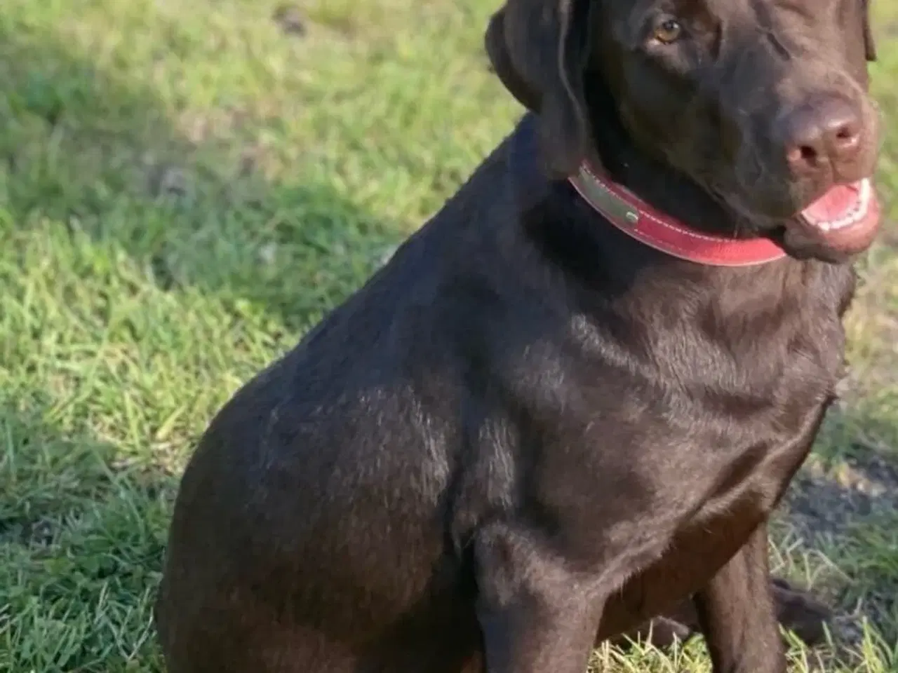 Billede 6 - Labrador hvalpe