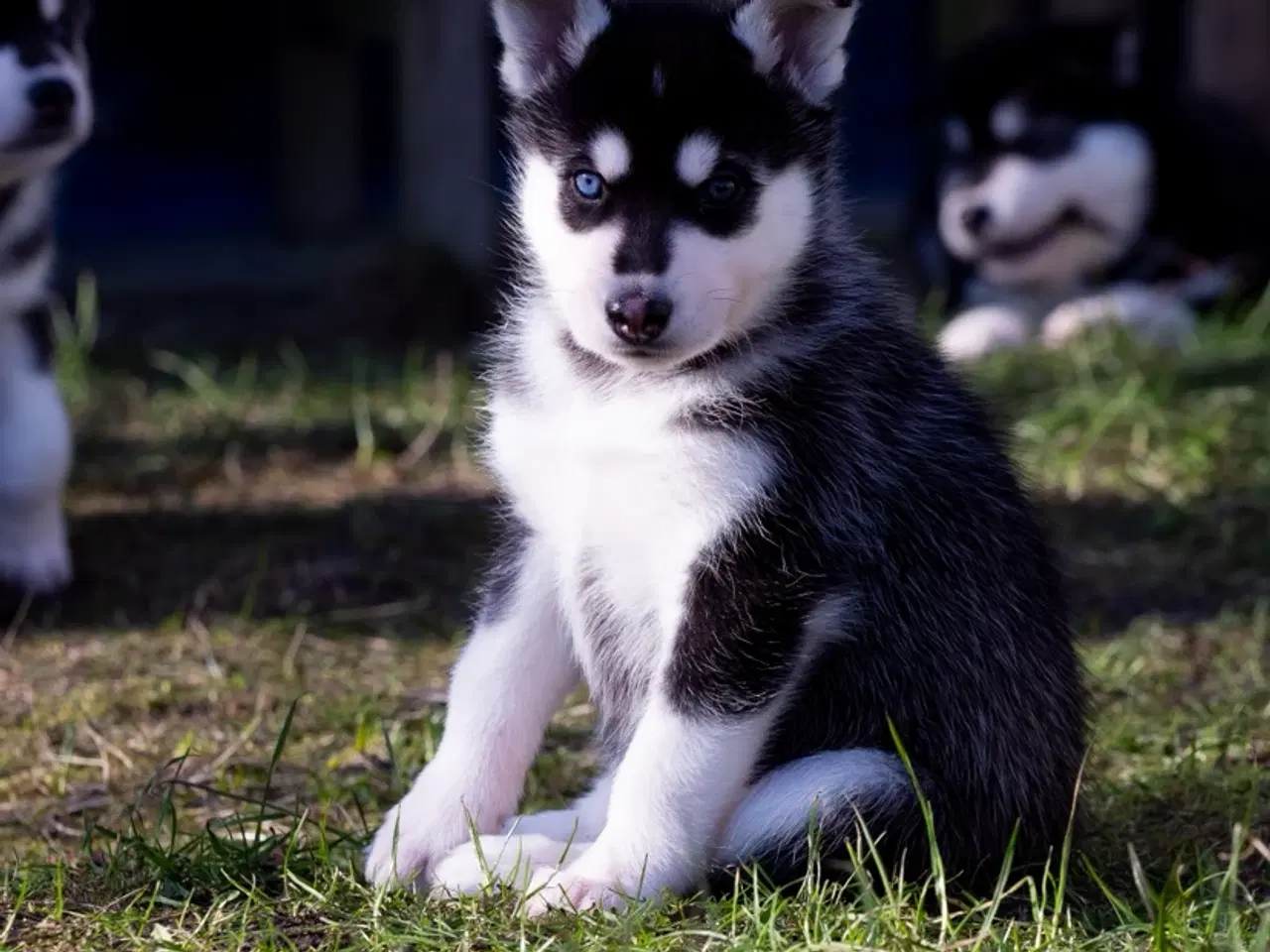 Billede 3 - Alaskan Husky/malamute hvalpe
