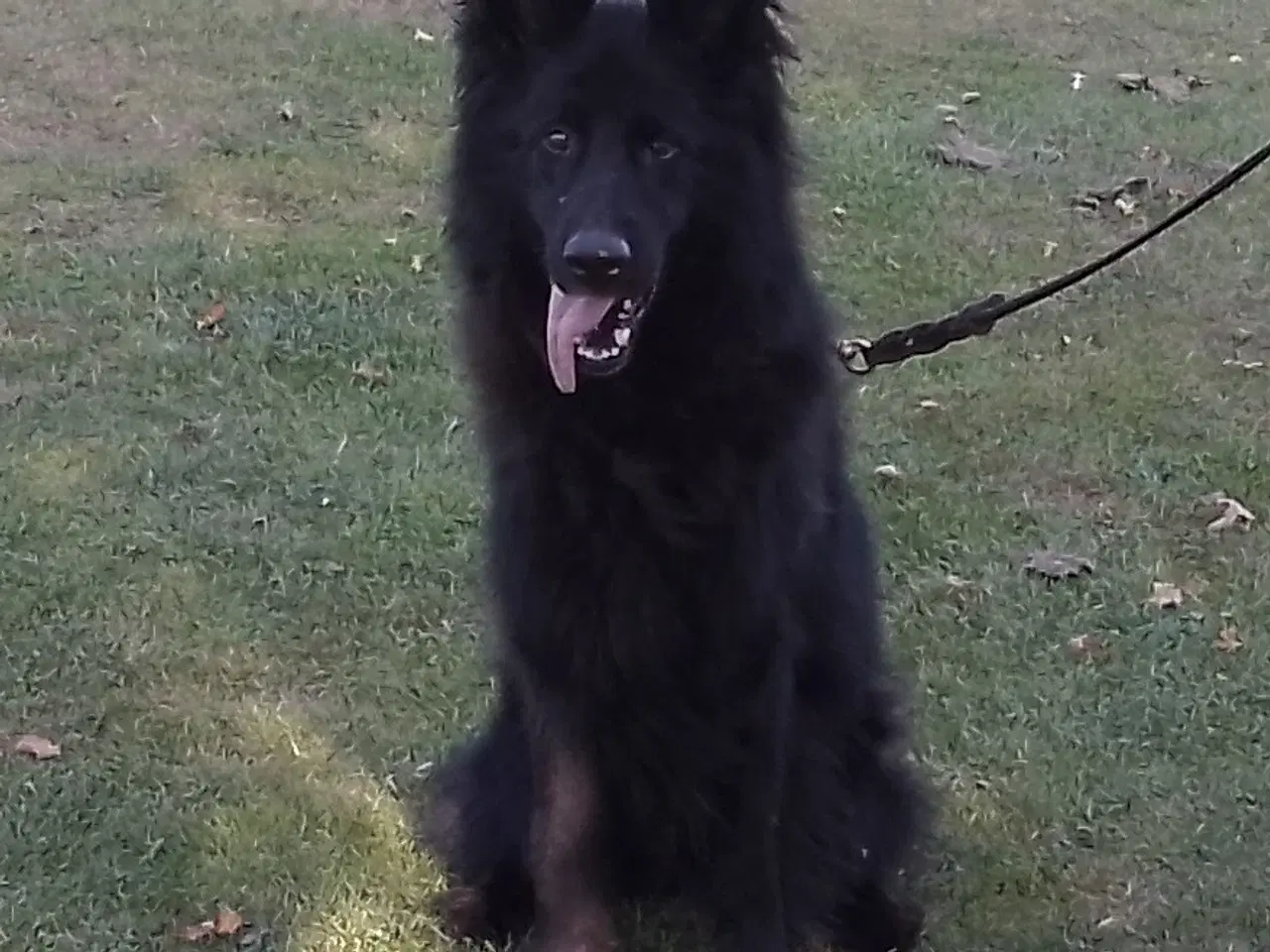 Billede 6 - Langstockhåret Helsort "Hanhund" 🙂
