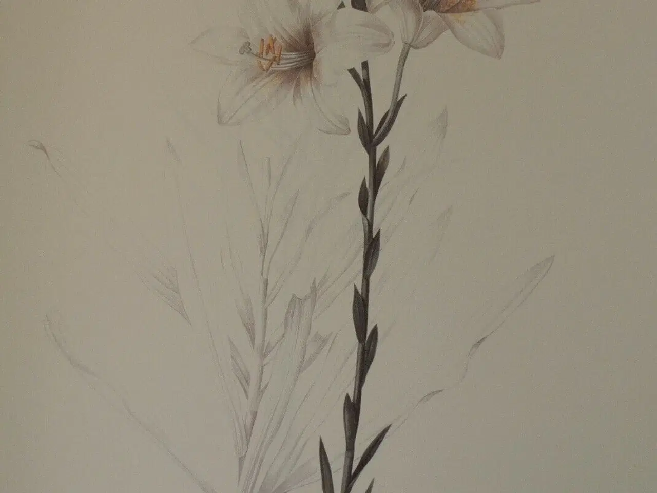 Billede 5 - redoute lilies - print book - 50 selected prints, 