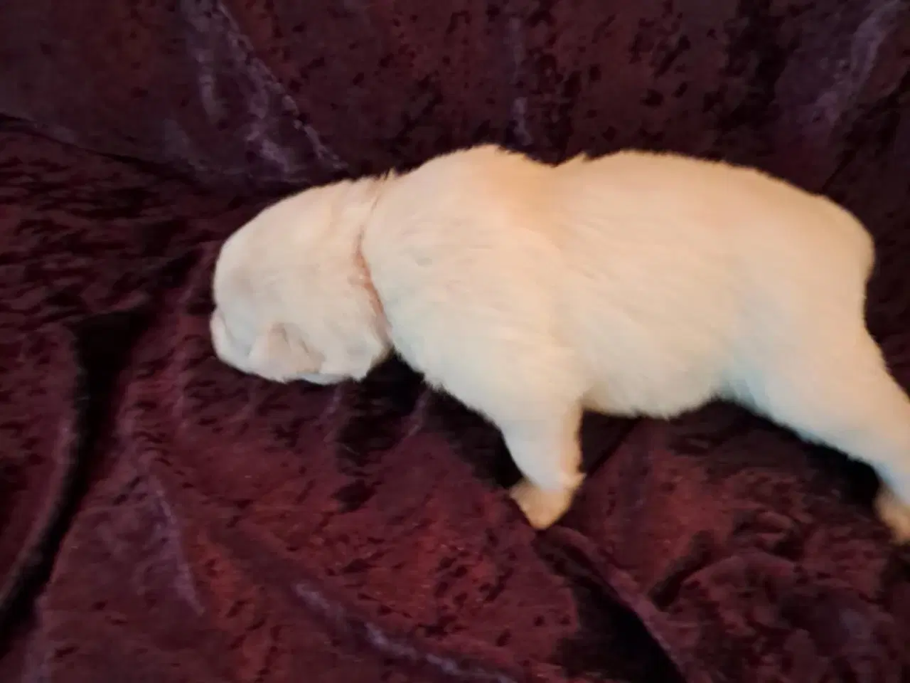 Billede 3 - dejlige hvalpe søger nyt hjem