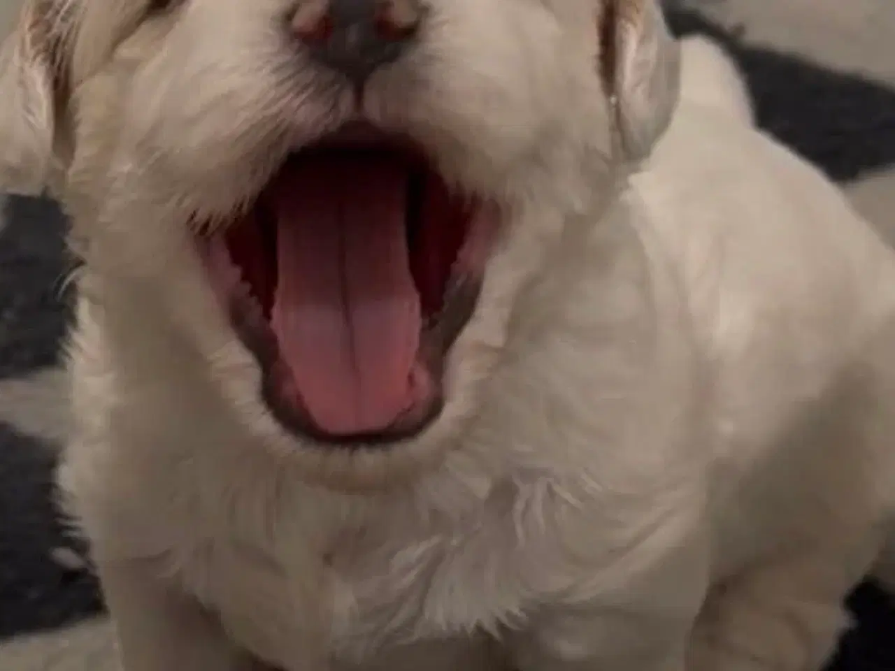 Billede 5 - Havapoo 4 uger