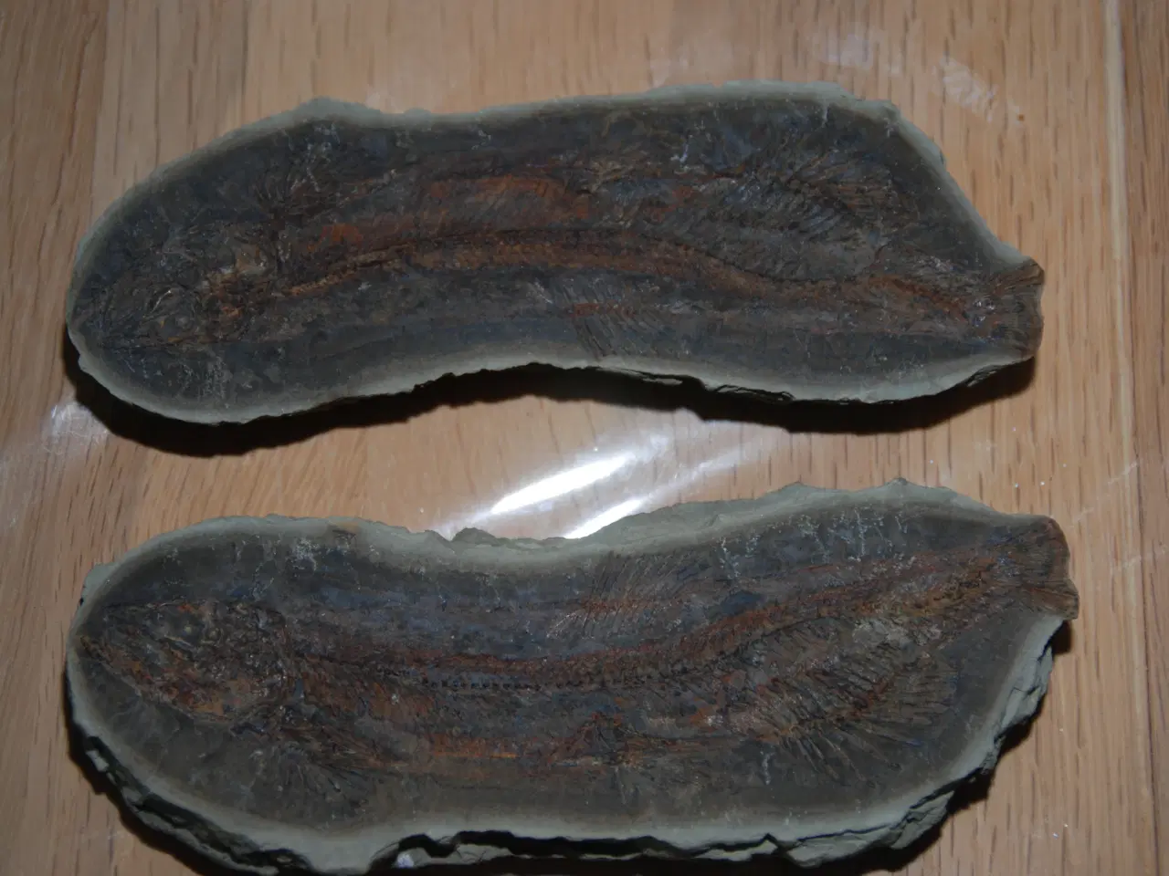 Billede 1 - Fossil