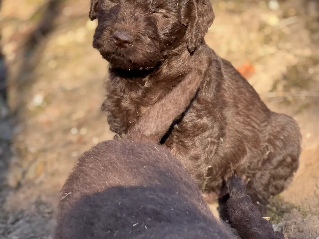 Billede 8 - Labradoodle første generation