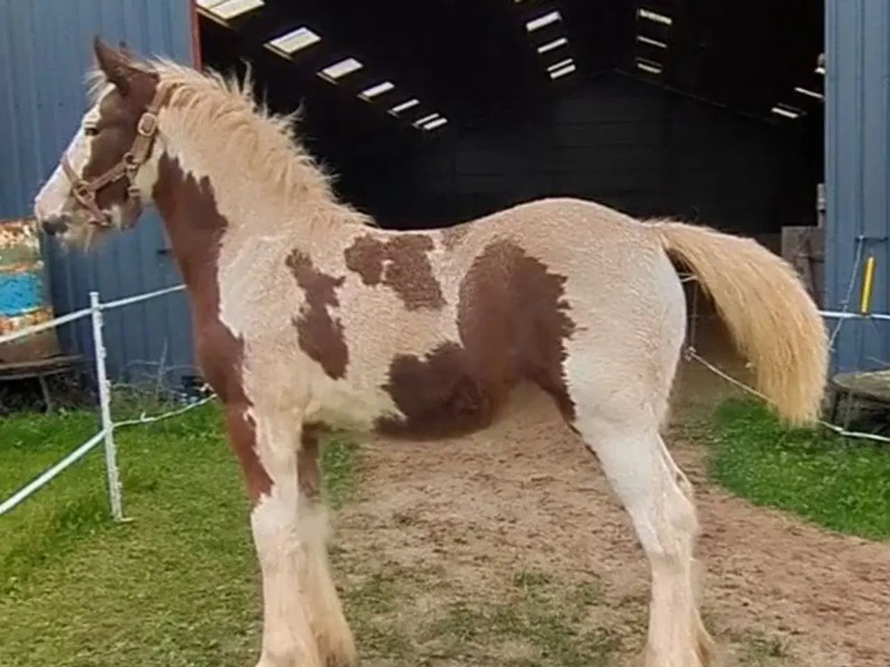 Billede 3 - Tinker /Irish cob hoppe føl