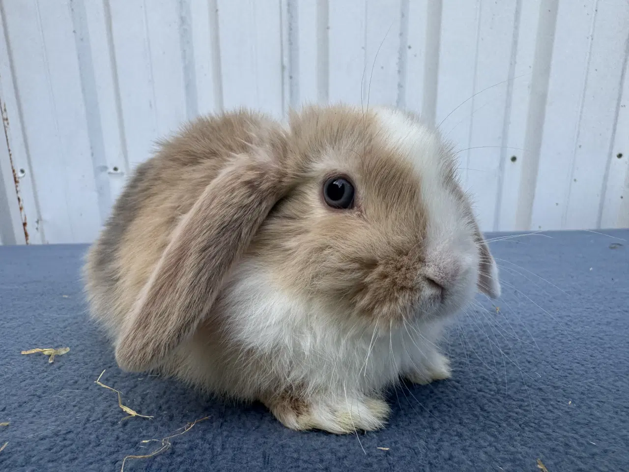 Billede 7 - Dværgvædder/Mini lop hunkanin