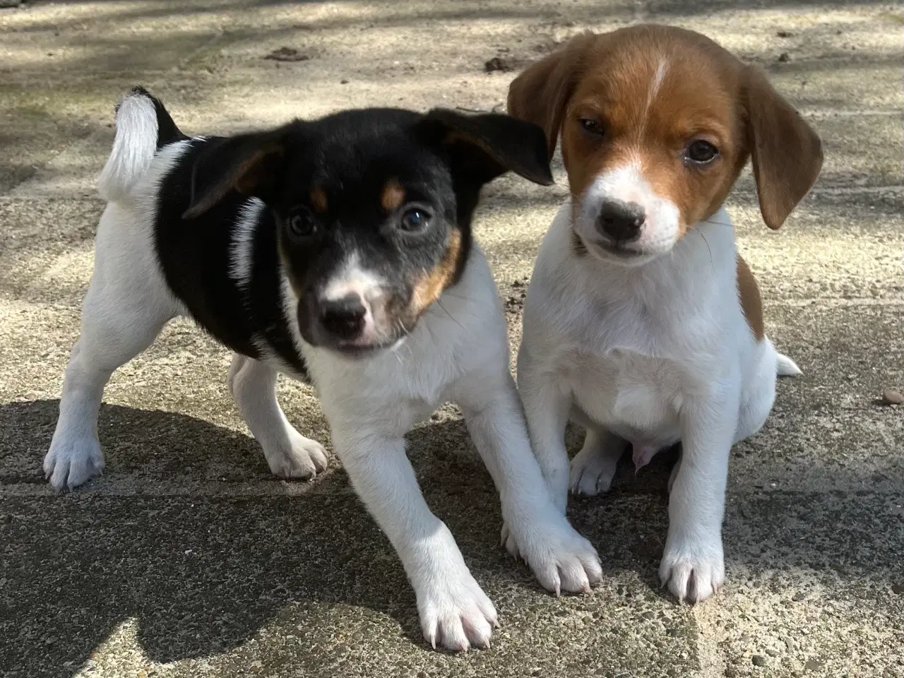 Billede 5 - 4 dejlige hanner 