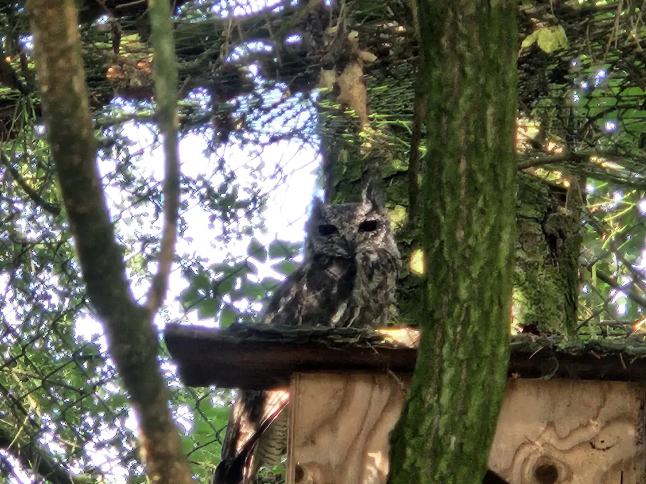 Billede 2 - Grå Hornugle avlspar - Bubo Cinerascens