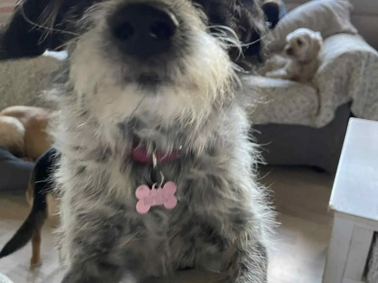 Billede 7 - Skønne Tara 4ever familie 🩷