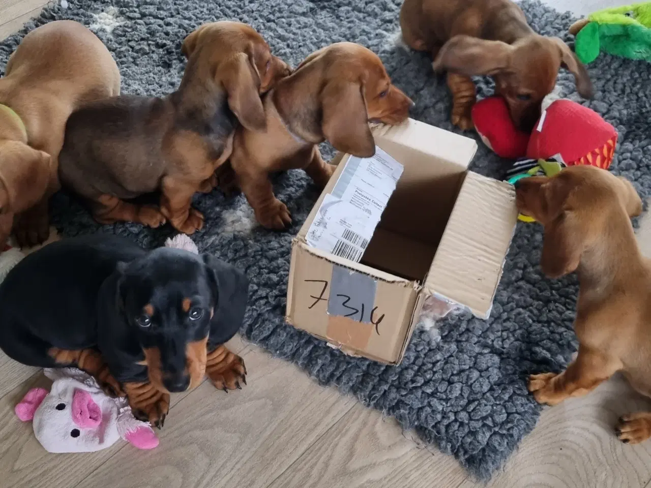 Billede 6 - 2 stk gravhundehvalpe korthåret mangler hjem