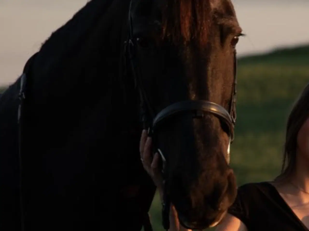Billede 4 - Hest til salg