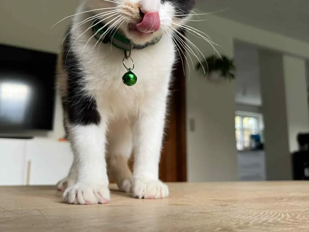 Billede 3 - Hun-killing Maine Coon-blanding