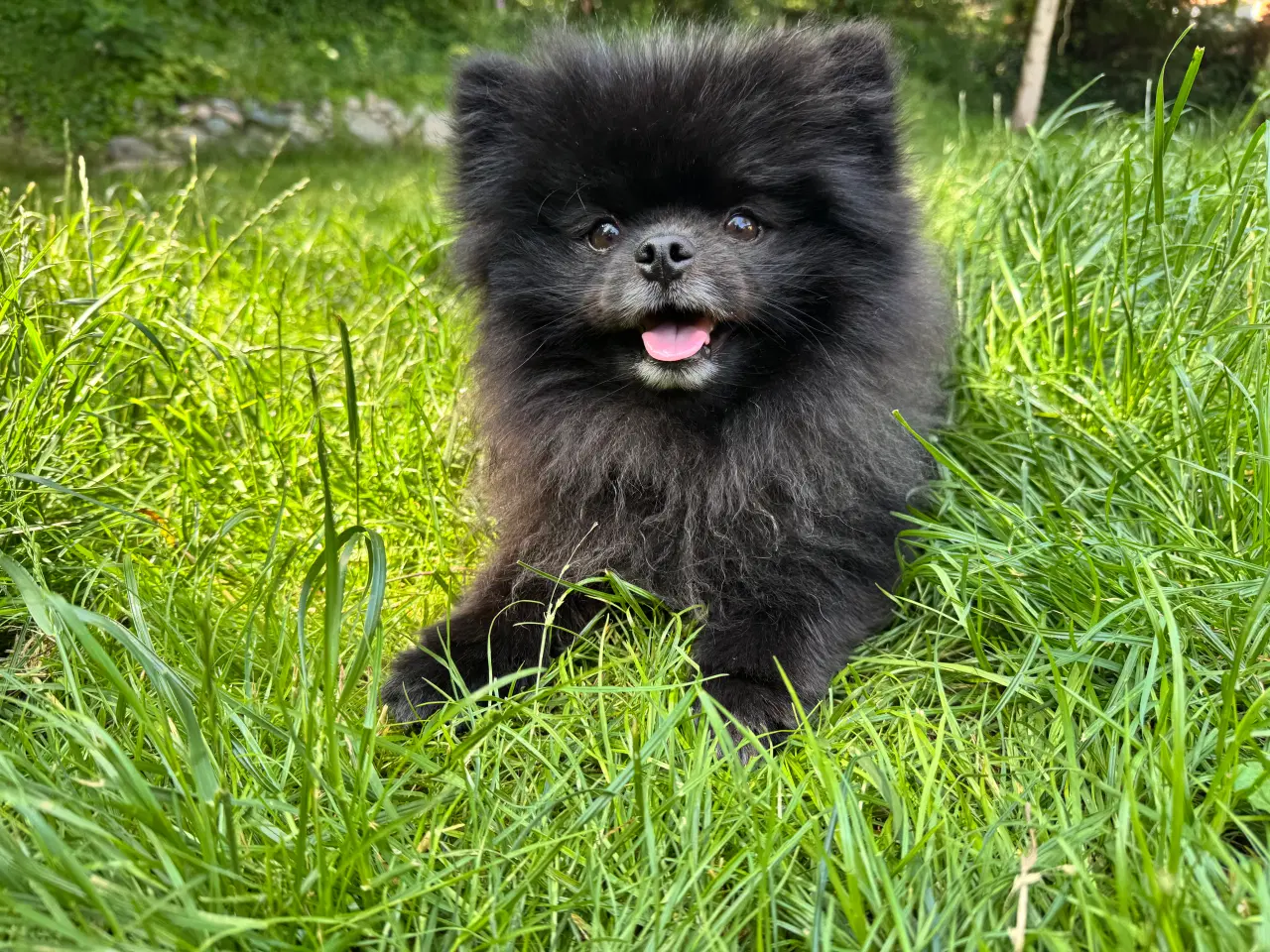 Billede 10 - Pomchi hvalpe 