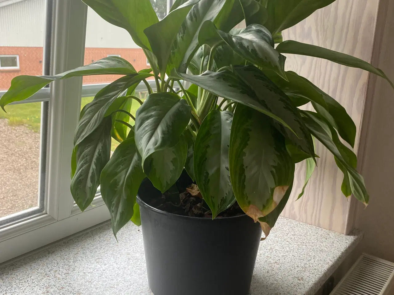 Billede 1 - Planter