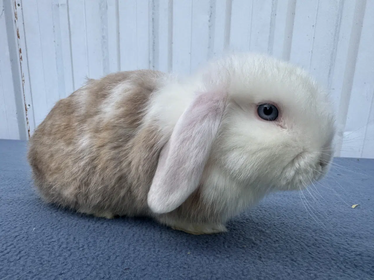 Billede 1 - Mini lop satin hunkanin