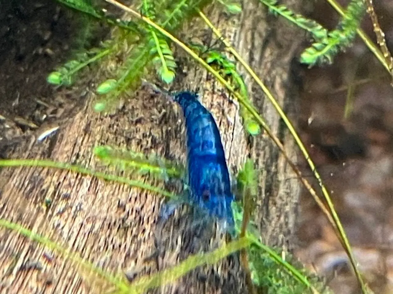 Billede 1 - Rejer blå Neocaridina davidi – Blue diamond shrimp