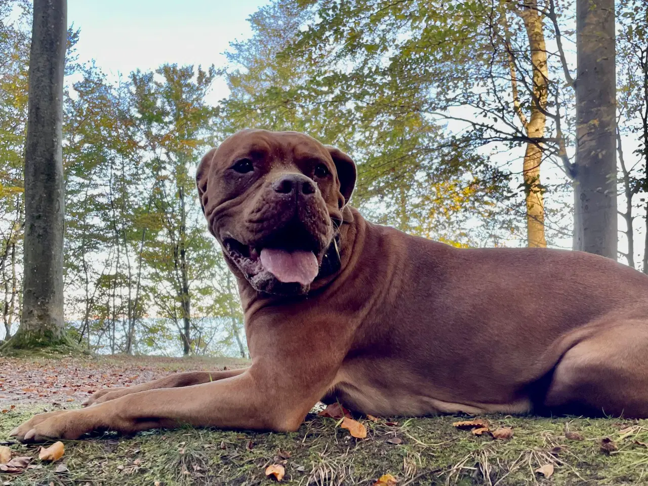 Billede 16 - Smukke fransk mastiff/Dogue de Bordeaux hvalpe 🐾