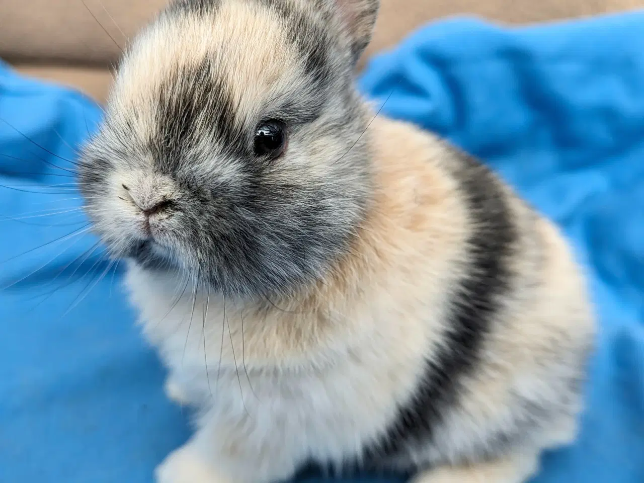 Billede 6 - Hermelin kaninunge sælges