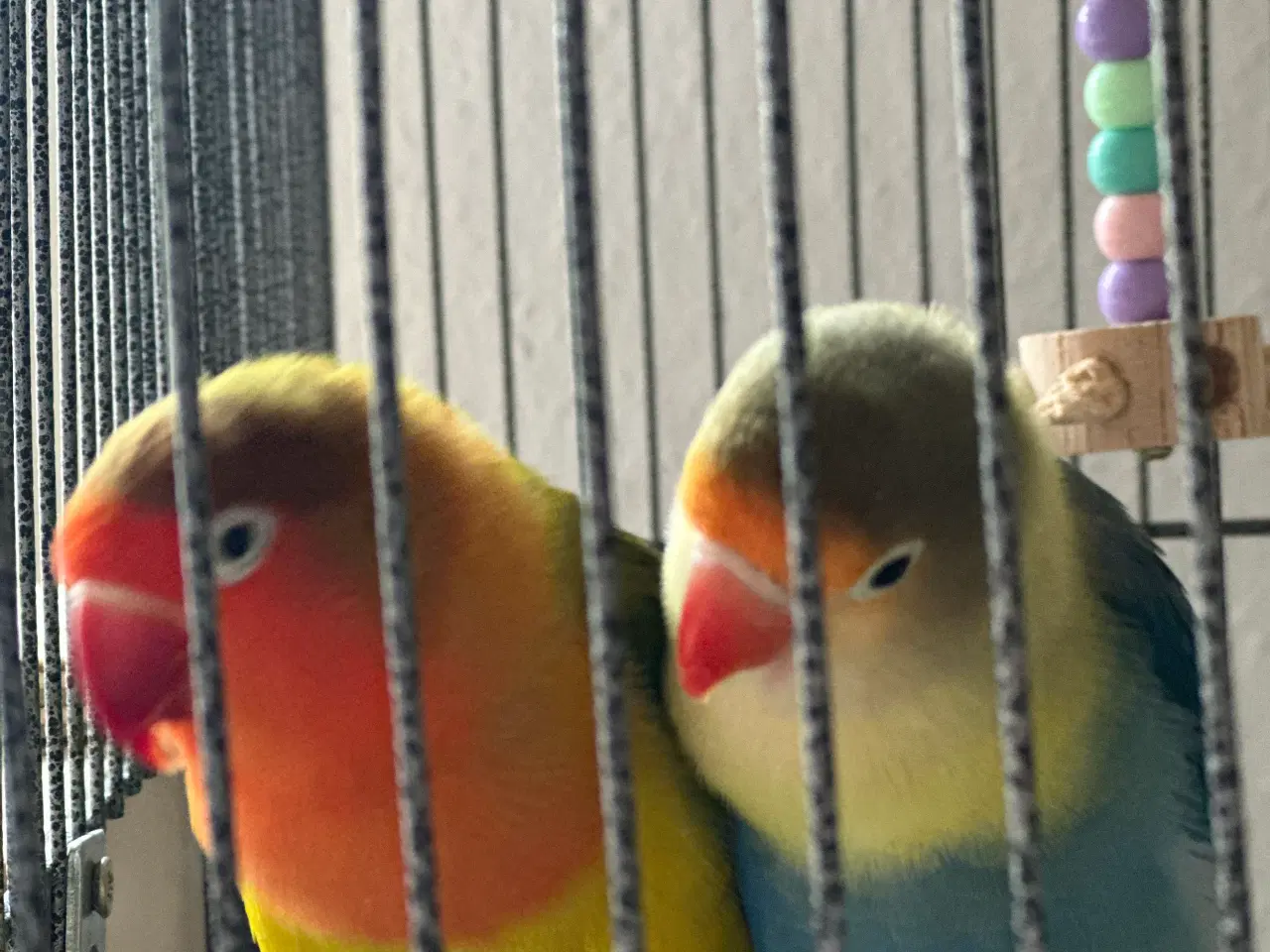 Billede 3 - Smukke og rolige dværgpapegøjer sælges med alt uds