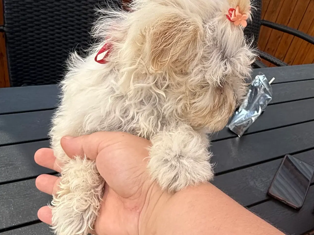 Billede 2 - Bishon Maltese 