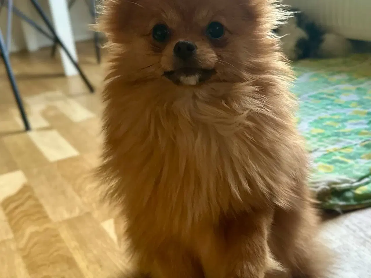 Billede 3 - pomeranian tæve 7 måneder