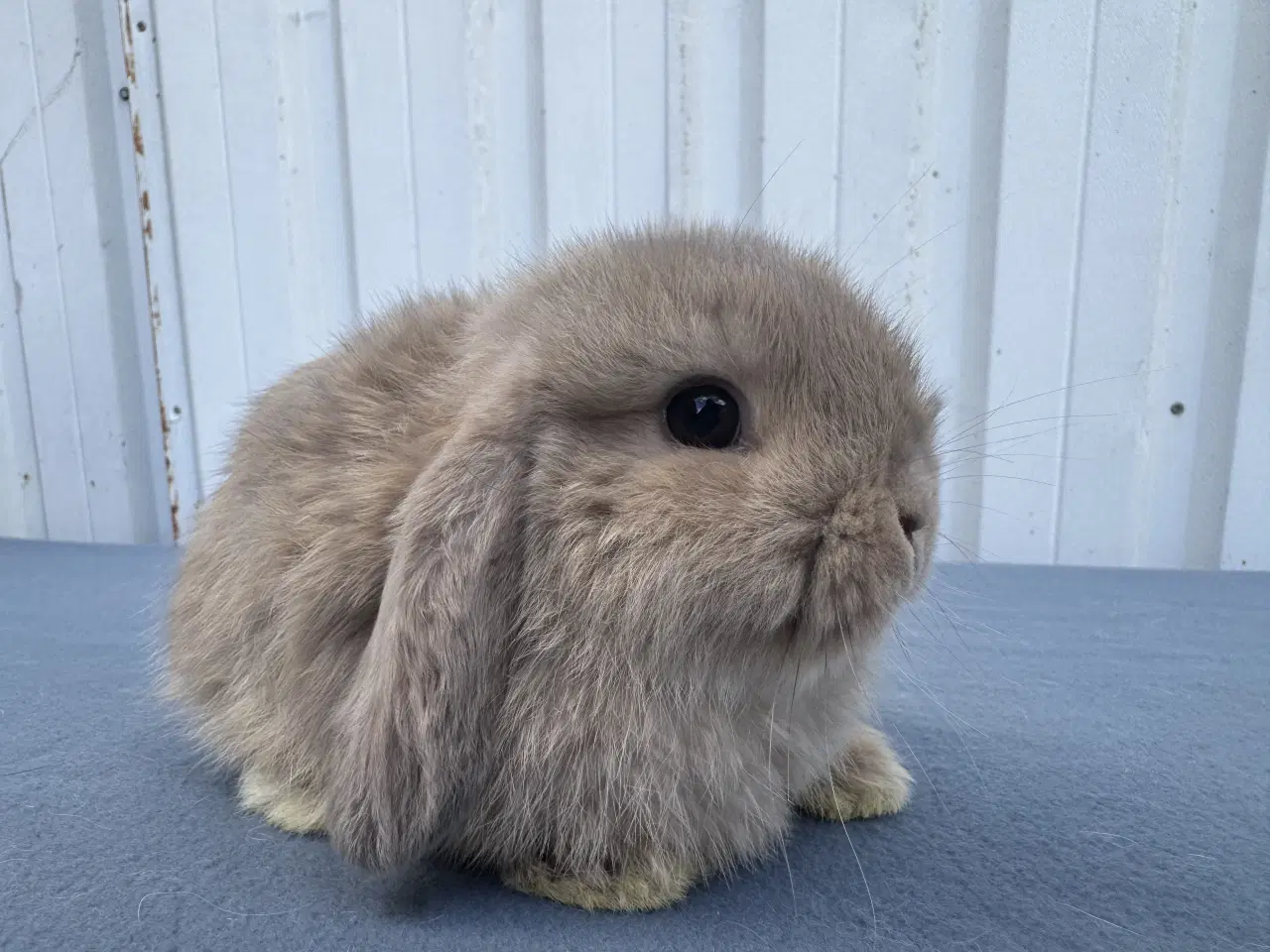 Billede 2 - Mini lop hankanin