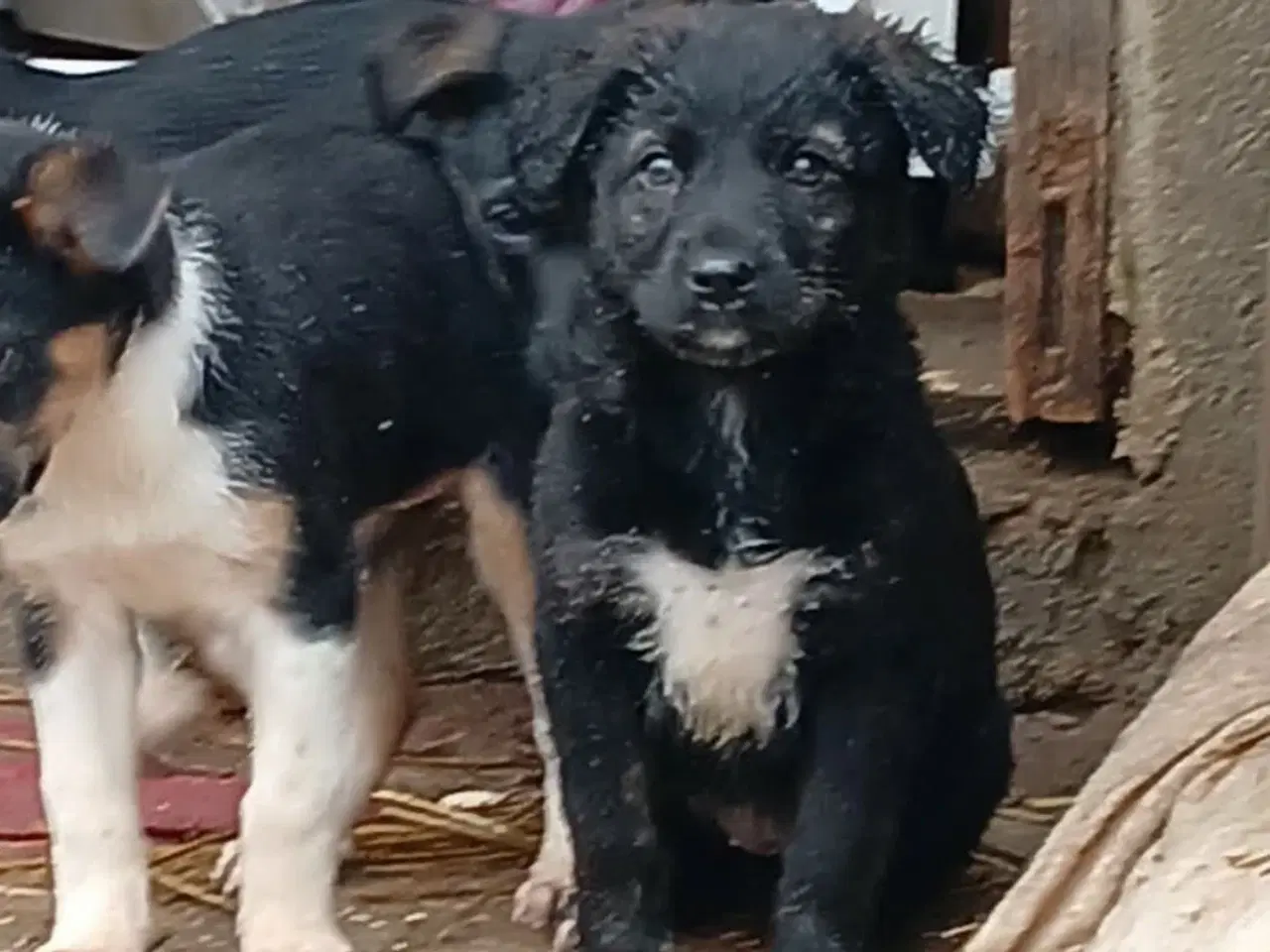 Billede 9 - Sødeste Zia leder efter sin helt egen familie 💝