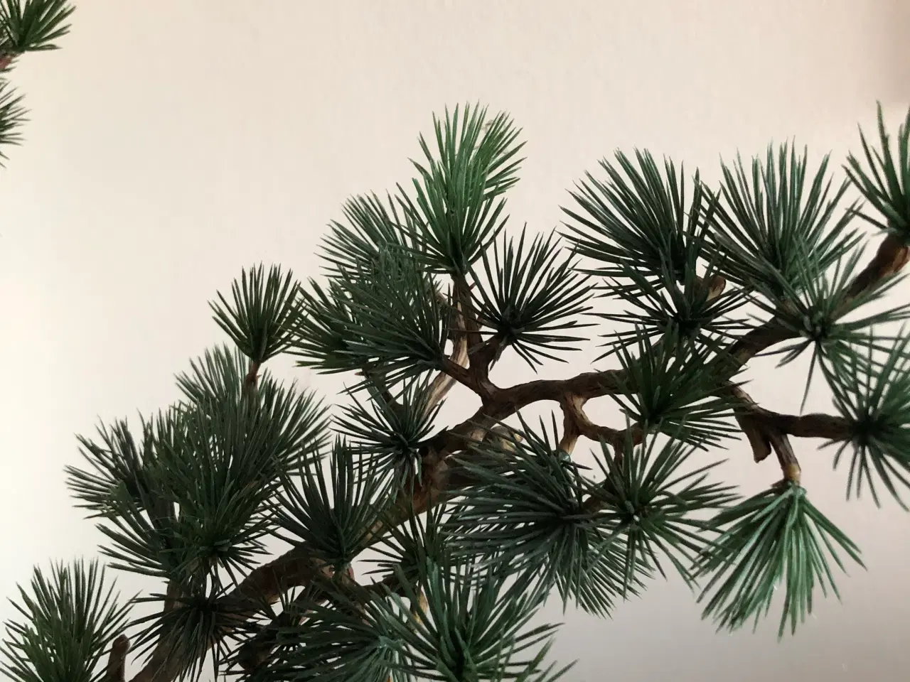 Billede 5 - Stor Cedertræ .Middelfart 