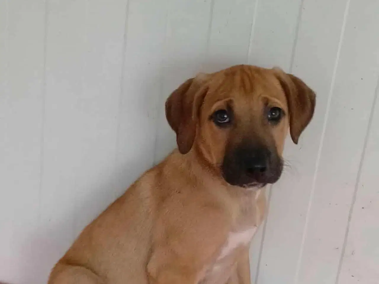 Billede 10 - Sødeste Odin søger familie 