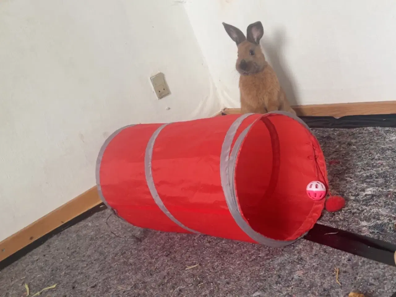 Billede 3 - Løvehovde kaniner 