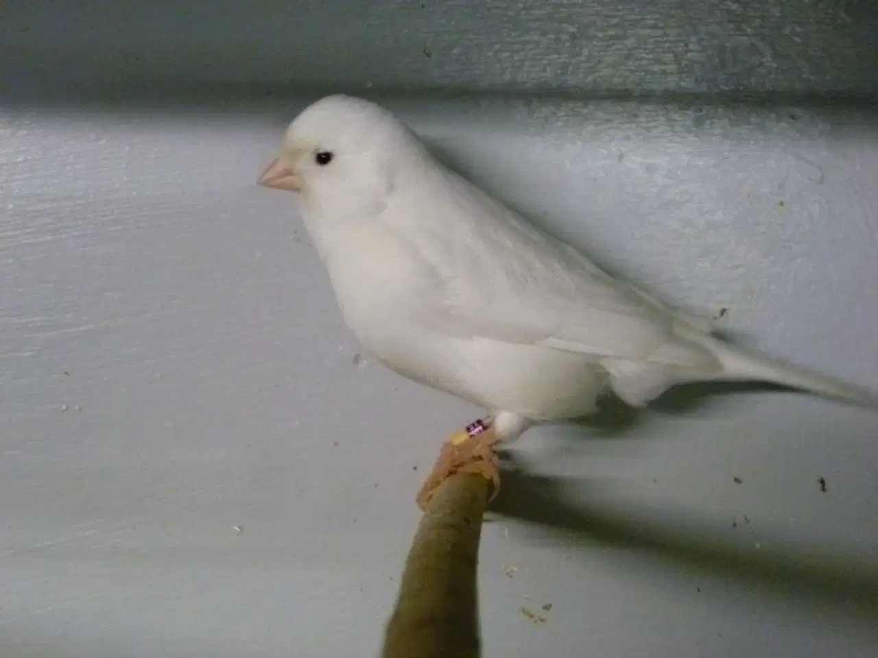 Billede 1 -  o.2 kanarie fugl