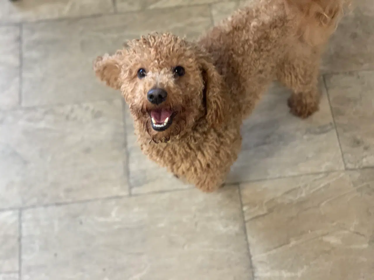 Billede 18 - Små fine Maltipoo babyer 