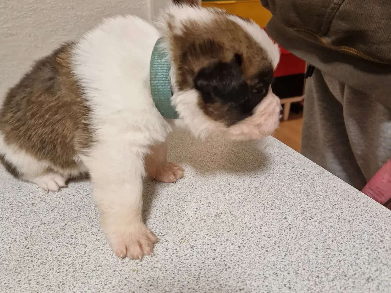 Billede 6 - 9 sankt bernhard hvalpe søg nyt hjem