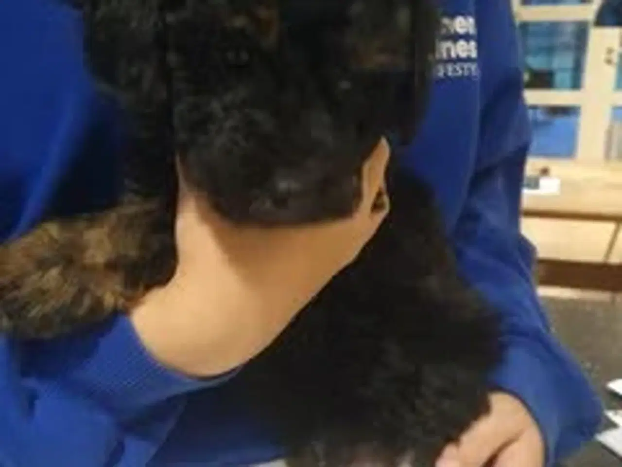 Billede 2 - ✨ Cavapoo F1b hvalp – klar til julehygge 🎁