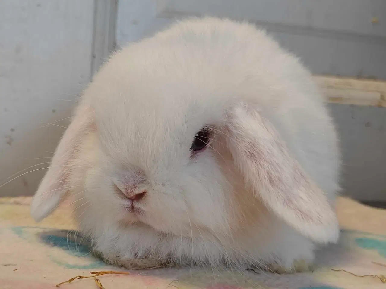 Billede 11 - Minilop