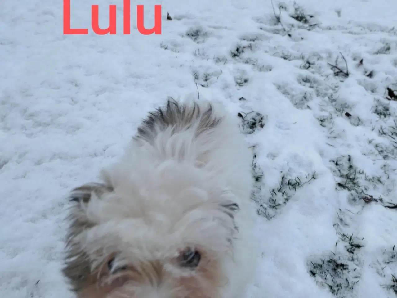 Billede 2 - Bichon Havanneser Hvalp